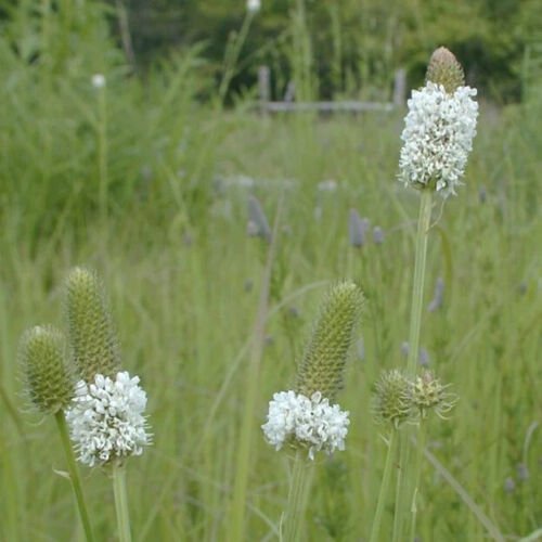 Dalea Candida Prairie Clover White Flower Seeds Lovely White Flowers Easy to Grow