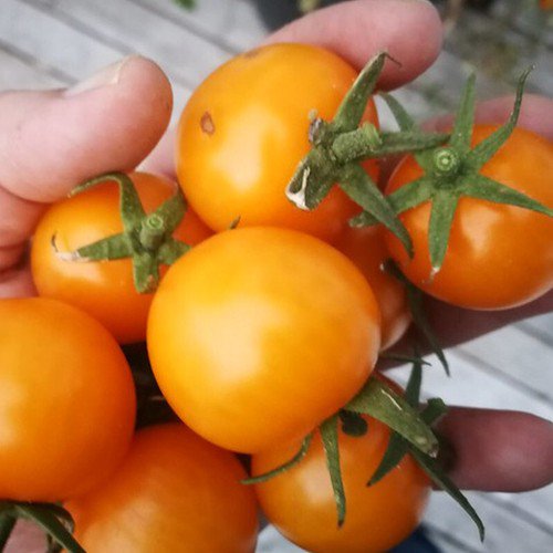 Sunray Tomato Standard Slicing Tomato Lycopersicon Esculentum Tomato Seeds Easy to Grow