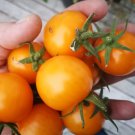Sunray Tomato Standard Slicing Tomato Lycopersicon Esculentum Tomato Seeds Easy to Grow
