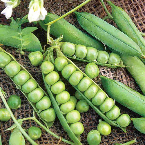 Little Marvel Garden Pea Pisum Sativum Vegetable Seeds Compact Size Easy to Grow