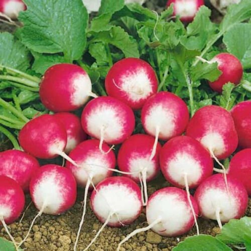 Sparkler White Tip Radish Raphanus Sativus Vegetable Seeds Distinctive Look Easy to Grow