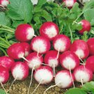 Sparkler White Tip Radish Raphanus Sativus Vegetable Seeds Distinctive Look Easy to Grow