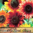 Helianthus Annuus 'Autumn Beauty' Sunflower Autumn Beauty Flower Seeds Easy to Grow