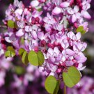 Cercis Occidentalis California Redbud Tree Seeds Gorgeous Spring Blooms Easy to Grow