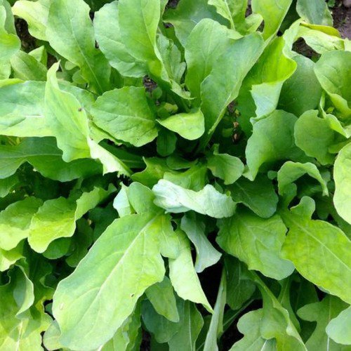Astro Arugula Eruca Sativa Vegetable Seeds Mild Tender Flavor Easy to Grow