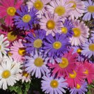 Callistephus Chinensis Aster China 'Single Mix' Flower Seeds  Easy to Grow