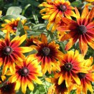 Rudbeckia Hirta 'Gloriosa' Gloriosa Daisy Flower Seeds Elegant Appearance Easy to Grow