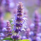 Agastache Foeniculum Anise Hyssop Flower Seeds Hardy And Adaptable Easy to Grow