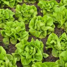 Buttercrunch Butterhead Lettuce Lactuca Sativa Vegetable Seeds  Maturing Easy to Grow
