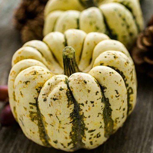 Sweet Dumpling Squash Winter Cucurbita Maxima Vegetable Seeds  Easy to Grow