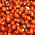 Ziziphus Jujuba Jujube Chinese Date Tree Seeds Edible Fruits Longevity Easy to Grow