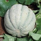 Iroquis Melon Cucumis Melo Vegetable Seeds Sweet And Slightly Spicy Flavor Easy to Grow