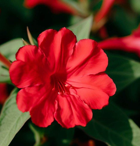 Mirabilis Jalapa Four O'Clock Red Flower Seeds Attractive Fragrance Flowers Easy to Grow