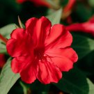 Mirabilis Jalapa Four O'Clock Red Flower Seeds Attractive Fragrance Flowers Easy to Grow