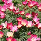 Eschscholzia Californica California Poppy Bi Color Carmine King Flower Seeds Easy to Grow