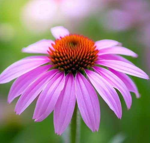 Echinacea Angustifolia Narrow Leaf Purple Coneflower Flower Seeds Attractive Easy to Grow