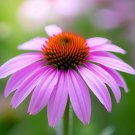 Echinacea Angustifolia Narrow Leaf Purple Coneflower Flower Seeds Attractive Easy to Grow