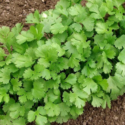 Cilantro Long Standing Coriandrum Sativum Herb Seeds To Regrow Easy to Grow