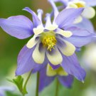 Aquilegia Vulgaris Columbine Dwarf Mixed Flower Seeds Delicate Flowers Easy to Grow
