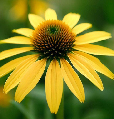 Echinacea Paradoxa Yellow Coneflower Flower Seeds Distinctive Yellow Blooms Easy to Grow