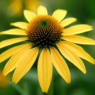 Echinacea Paradoxa Yellow Coneflower Flower Seeds Distinctive Yellow Blooms Easy to Grow