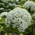 Viburnum Lantana Twistwood Shrub Seeds Fragrant Flowers Vibrant Fall Foliage Easy to Grow
