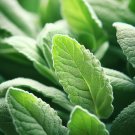 Sage Italian Salvia Officinalis Herb Seeds Distinctive Flavor Easy to Grow