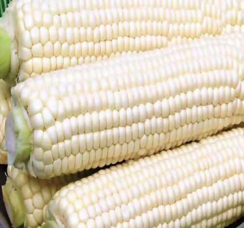Trucker'S Favorite White Dent Corn Heirloom Corn Zea Mays Corn Seeds Easy to Grow