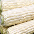 Trucker'S Favorite White Dent Corn Heirloom Corn Zea Mays Corn Seeds Easy to Grow