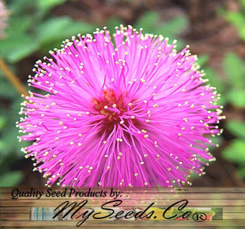 Mimosa Pudica Sensitive Plant Plant Seeds Fluffy Globe Shaped Flower Heads Easy to Grow