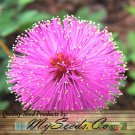 Mimosa Pudica Sensitive Plant Plant Seeds Fluffy Globe Shaped Flower Heads Easy to Grow