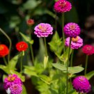 Zinnia Elegans Zinnia Dwarf Mixed Lilliput Mix Flower Seeds Colorful Mix Easy to Grow