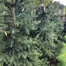 Picea Glauca Densata Black Hills Spruce Tree Seeds Compact Symmetrical Shape Easy to Grow