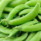 Sugar Snap Pea Edible Pod Snap Pea Pisum Sativum Vegetable Seeds Cold Hardy Easy to Grow