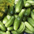 Boston Cucumber Pickling Cucumis Sativus Vegetable Seeds Crisp Texture Easy to Grow