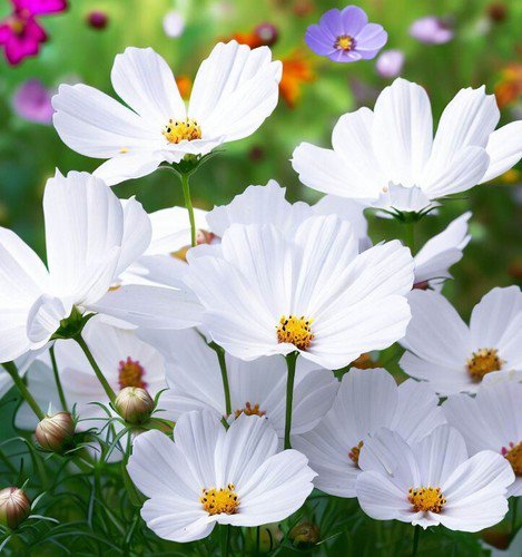 Cosmos Bipinnatus 'Purity' Cosmos White Flower Seeds Pure Elegance Easy to Grow