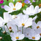 Cosmos Bipinnatus 'Purity' Cosmos White Flower Seeds Pure Elegance Easy to Grow