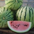 Dixie Queen Watermelon Citrullus Lanatus Vegetable Seeds Large And Heavy Easy to Grow