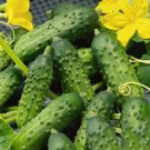 Calypso Cucumber Hybrid Cucumis Sativus Vegatable Seeds High Yields Easy to Grow