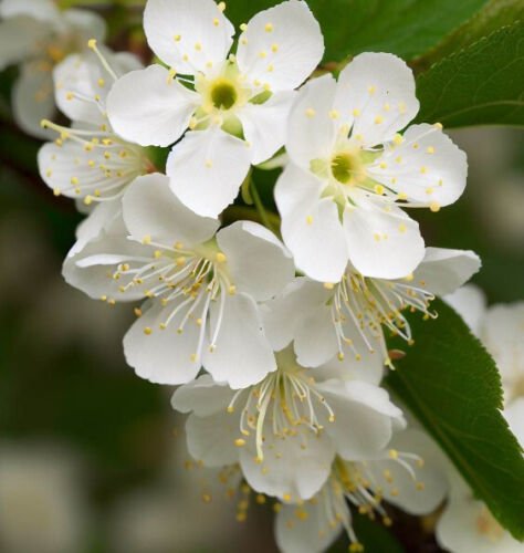 Prunus Mahaleb Mahaleb Cherry Fruit Seeds Fragrant Flowers Long Lifespan Easy to Grow