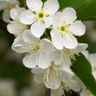 Prunus Mahaleb Mahaleb Cherry Fruit Seeds Fragrant Flowers Long Lifespan Easy to Grow