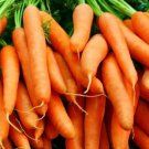 Little Fingers Carrot Daucus Carota Vegetable Seeds Sweet And Crunchy Easy to Grow
