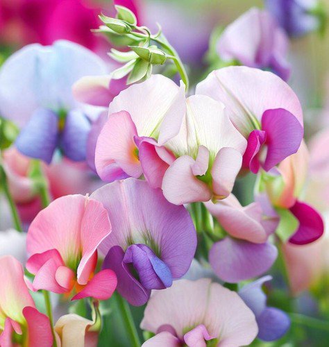Lathyrus Odoratus 'Heirloom Mix' Annual Sweet Pea Heirloom Mix Flower Seeds Easy to Grow