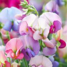 Lathyrus Odoratus 'Heirloom Mix' Annual Sweet Pea Heirloom Mix Flower Seeds Easy to Grow
