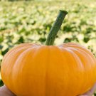 Bumpkin Pmt F1 Hybrid Pumpkin Cucurbita Maxima Vegetable Seeds Vibrant Color Easy to Grow