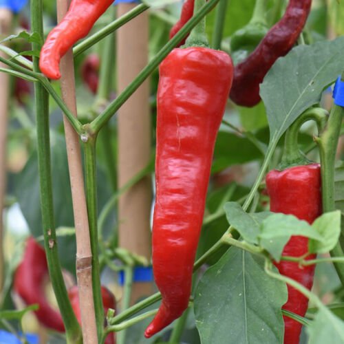 Cow Horn Red Pepper Hot Capsicum Annuum Vegetable Seeds Moderate Heat Easy to Grow