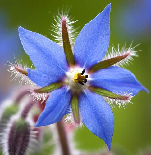 Borago Officinalis Borage Flower Seeds Edible Flowers Attracts Pollinators Easy to Grow