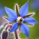Borago Officinalis Borage Flower Seeds Edible Flowers Attracts Pollinators Easy to Grow