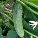Straight Eight Cucumber Slicing Cucumis Sativus Vegetable Seeds Smooth Skin Easy to Grow