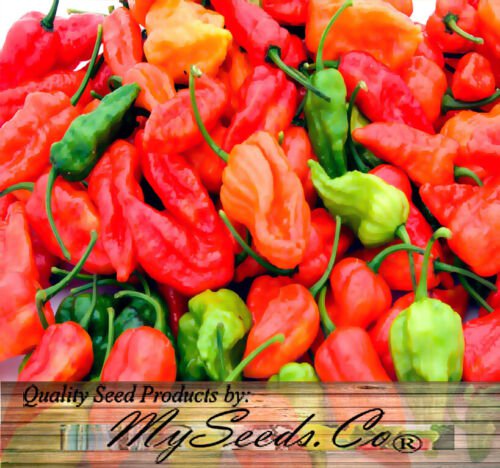 Ghost Pepper Bhut Jolokia Pepper Hot Capsicum Annuum Vegetable Seeds Easy to Grow
